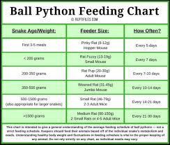 Ball Python Feeding Tips Reptifiles Ball Python Care