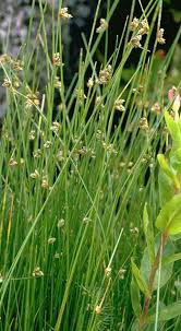 Image result for Isolepis