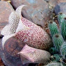 Image result for Tavaresia