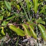 Image result for Sclerocroton