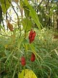 Image result for Rhynchosia pseudoviscosa
