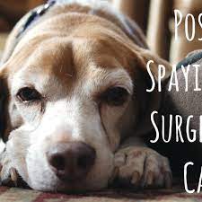 How To Care For Dogs After Spaying Surgery Pethelpful