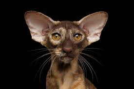 If signs are present, they often pancreatic adenocarcinomas are usually not detected until the disease is advanced, and the cancer has already spread. Pancreatitis In Cats Elwood Vet