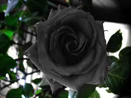 Dark purple or black looks very rare and is considered a poisonous flower. Black Rose