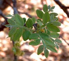 Image result for Citropsis