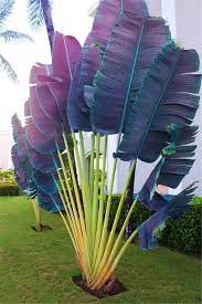 pin by elcomandante tunisien on a plants palm plant palm trees landscaping