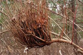 Witches Broom Fungus Affecting Blueberries And Firs Garden Tools Witch Broom Garden Care