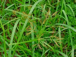 Image result for Cyperus dives