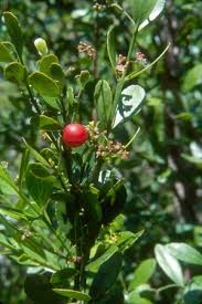 Image result for Crossopetalum