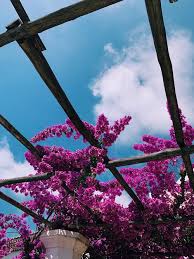 Check spelling or type a new query. 70 000 Best Violet Flowers Photos 100 Free Download Pexels Stock Photos