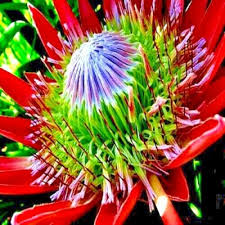 Image result for Protea enervis