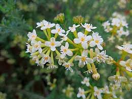 Image result for Gnidia chapmanii