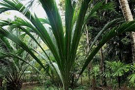 Image result for Elaeis guineensis