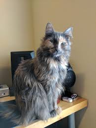 Autumn The Dilute Tortie Funny Cute Cats Cats Funny Cat Memes