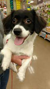 Adopt Pookie On Petfinder Adoption Pets Dachshund
