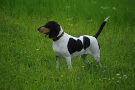 Image result for švycký honič