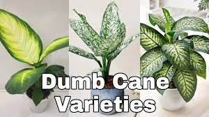 The dieffenbachia is easy to care for. Different Types Of Dieffenbachia Plants Dumb Cane Varieties Absolutely Beautiful Youtube