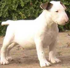 My Favorite Breed Of Dog Bull Terrier Now That I Know One Not So Sure They Are My Favorite Lol Bull Terrier Bull Terrier Puppy Miniature Bull Terrier