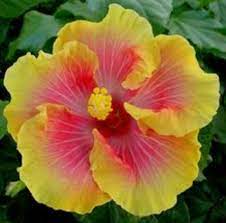 Bon Temps Hibiscus Hibiscus Plant Hibiscus Hibiscus Flowers
