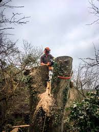 Premises liability exposures can be light at the tree surgeon's own premises if there is no public access. Josh Kerley Tree Services Tree Surgeon Isle Of Wight