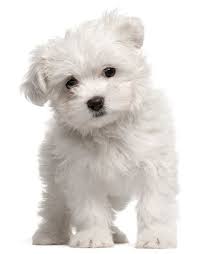 Small White Dog Breeds Maltese With Images Maltese Dog Breed Low Maintenance Dog Breeds Dog Breeds List