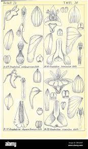 Image result for Didymoglossum erosum
