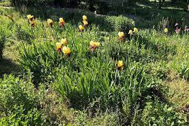 iris pflanzen und pflegen schoner wohnen