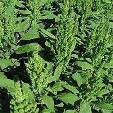 Amaranthus Seeds Amaranthus Hypochondriacus Green Thumb Flower Seed Flower Seeds Planting Bulbs Annual Flowers