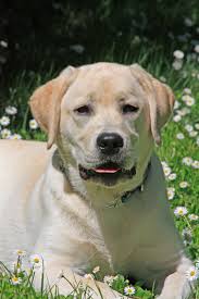 We offer a variety of puppies in pennsylvania and surrounding states from reputable dog breeders. Canoecove Labradors