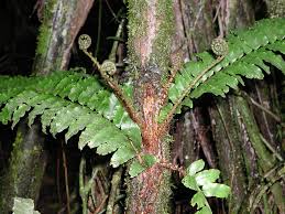 Image result for Lomariopsis