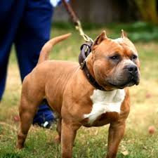 Pin On American Bully Pit Bulls