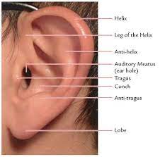 Parts Of Ear Ear Anatomy Ear Parts Ear