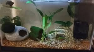 This Is My Bettas 5 5 Gallon Tank With A Heater And Filter This Is What Bettas Should Be Kept In Not Jars Vases Or Those Little 5 Gal Betta My Room Gallon