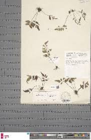 Image result for Asplenium blastophorum