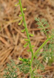 Image result for Carrichtera annua