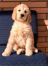 F1b curly coated miniature goldendoodle puppies. Goldilocks Trained F1b Goldendoodle Puppy Man S Best Friend