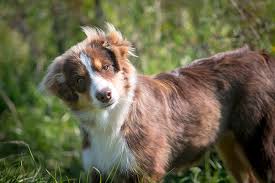 8 vérités sur le berger australien. Berger Australien Caractere Education Et Alimentation