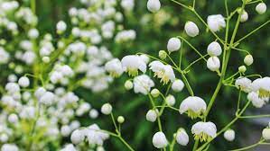 For large flowers, magnolia are hard to beat, whereas syringa produce masses of smaller flowers. White Flowers A Cool Look For Hot Summer Gardens Stuff Co Nz