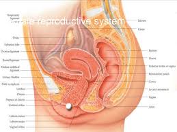 Male reproductive system worksheet coloring page from anatomy category. Reproductive System