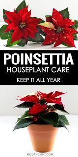 How To Care For Your Indoor Poinsettia Christmas Plant Month To Month Care Schedule Christmas Plants Poinsettia Plant Poinsettia Care