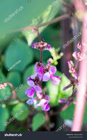 Image result for Lablab purpureus