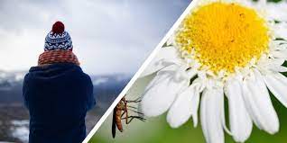 Do I Have Hay Fever Or A Cold Guides