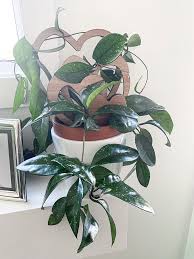 It allows air circulation to the roots, and it also prevents the soil from staying too wet. Hoya Carnosa Everything You Need To Know About Wax Plants My Tasteful Space
