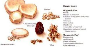Bladder Stones Veterinary Tech Vet Medicine Veterinary Medicine