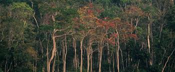 Image result for Embelia upembensis