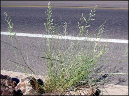 Image result for Eragrostis echinochloidea