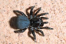 Love That The Legs Are Thick But Short In Comparison To The Spider S Body Spider Arachnids Spiders Insects