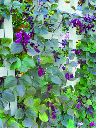 Check spelling or type a new query. 35 Gardens Hyacinth Ideas Hyacinth Bean Vine Hyacinth Vines