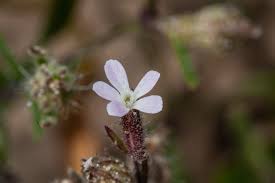 Image result for Silene gallica