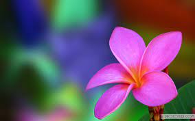 Check spelling or type a new query. Colorful Images Scenery Wallpapers Laptops Beautiful Colorful Flowers 296670 Flower Desktop Wallpaper Hd Flower Wallpaper Flower Wallpaper